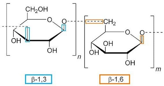 Polysaccharides: Therapeutic Constituents in Medicinal Mushrooms, Part 1