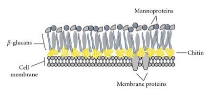 Are You Absorbing Your Mushroom Supplements?