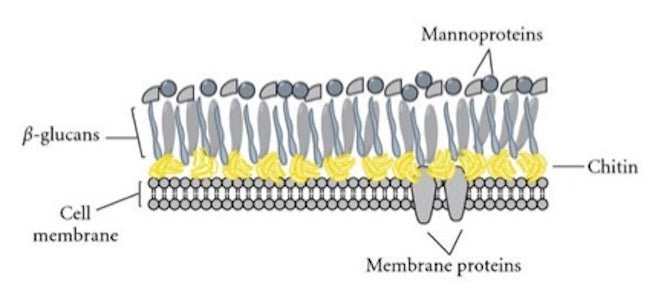 Are You Absorbing Your Mushroom Supplements?