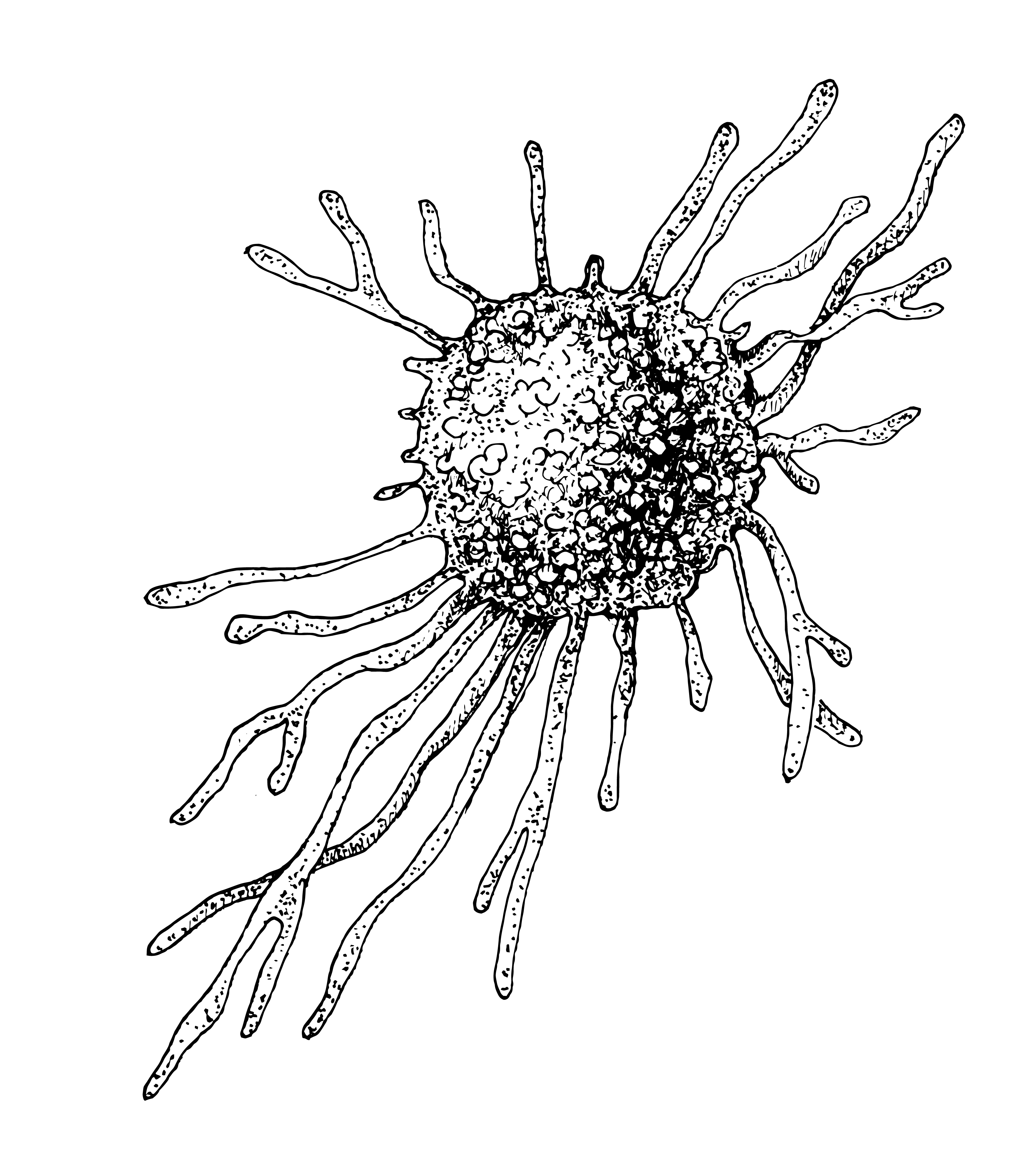 Peyer's patch illustration for IMMUNE formula