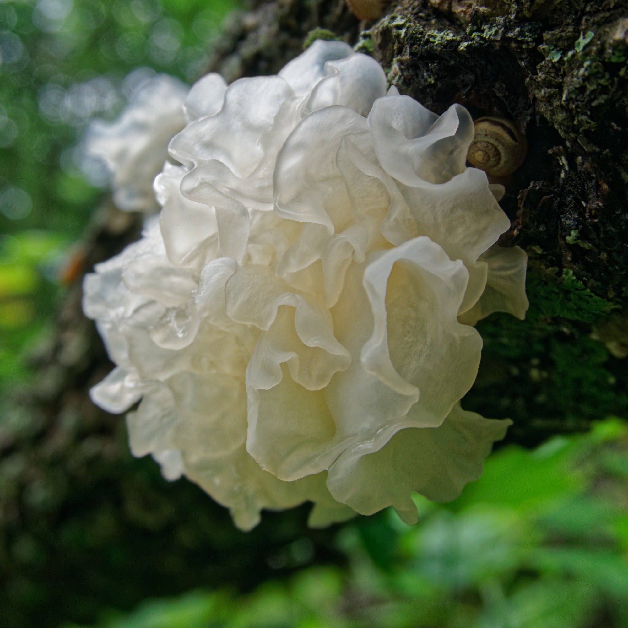 Tremella mushroom