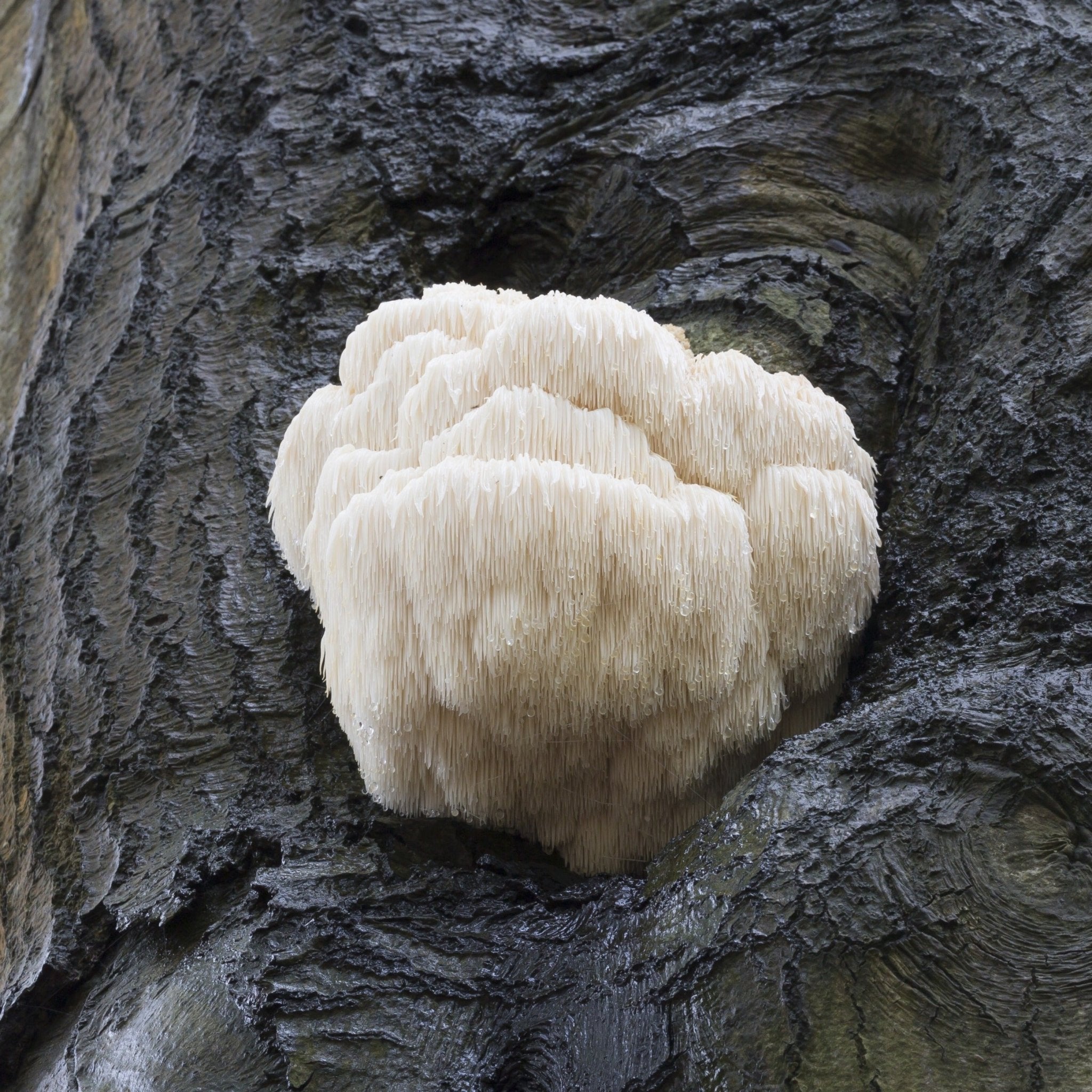 Lion's mane mushroom on tree