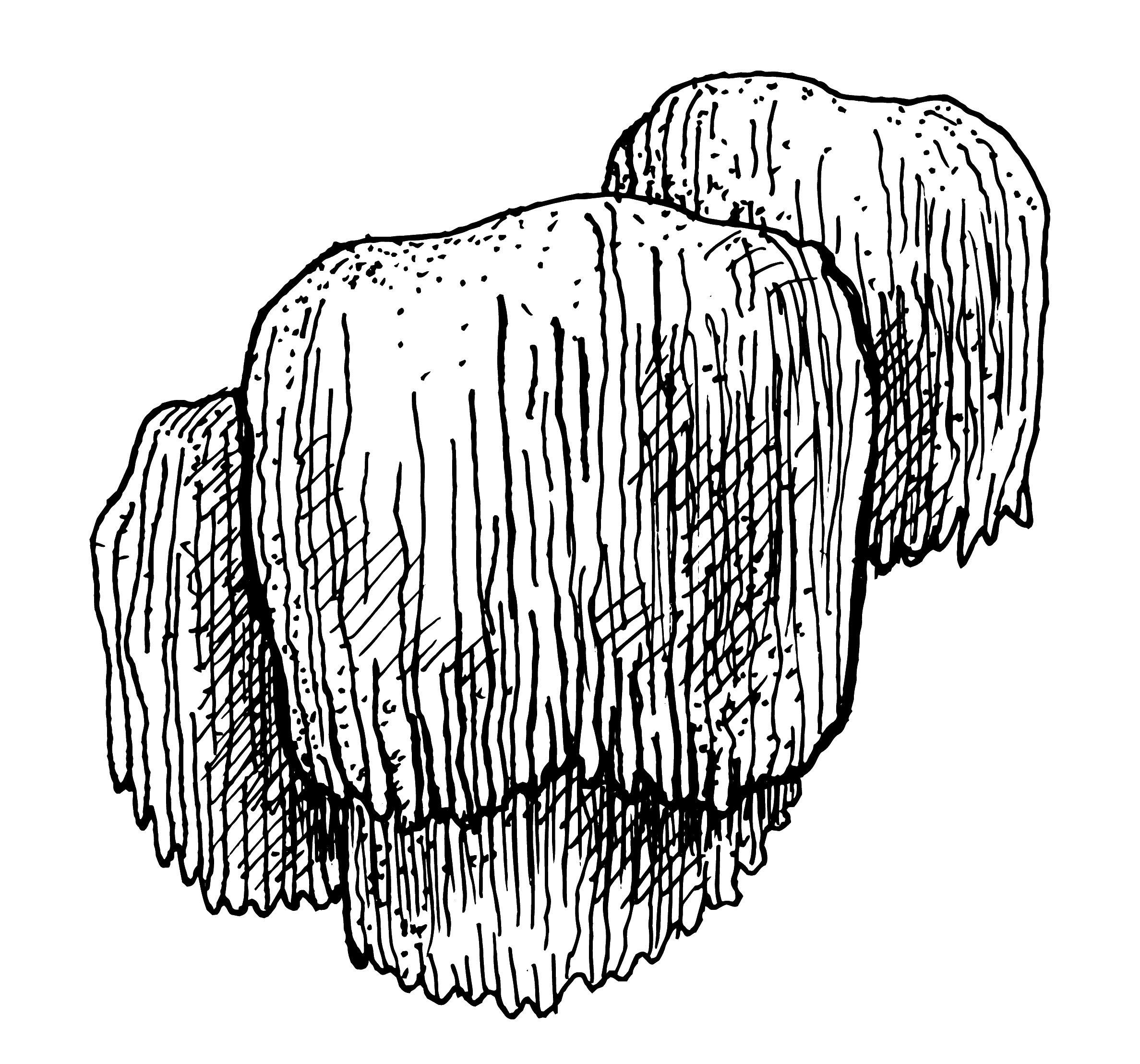 Lion's man mushroom illustration