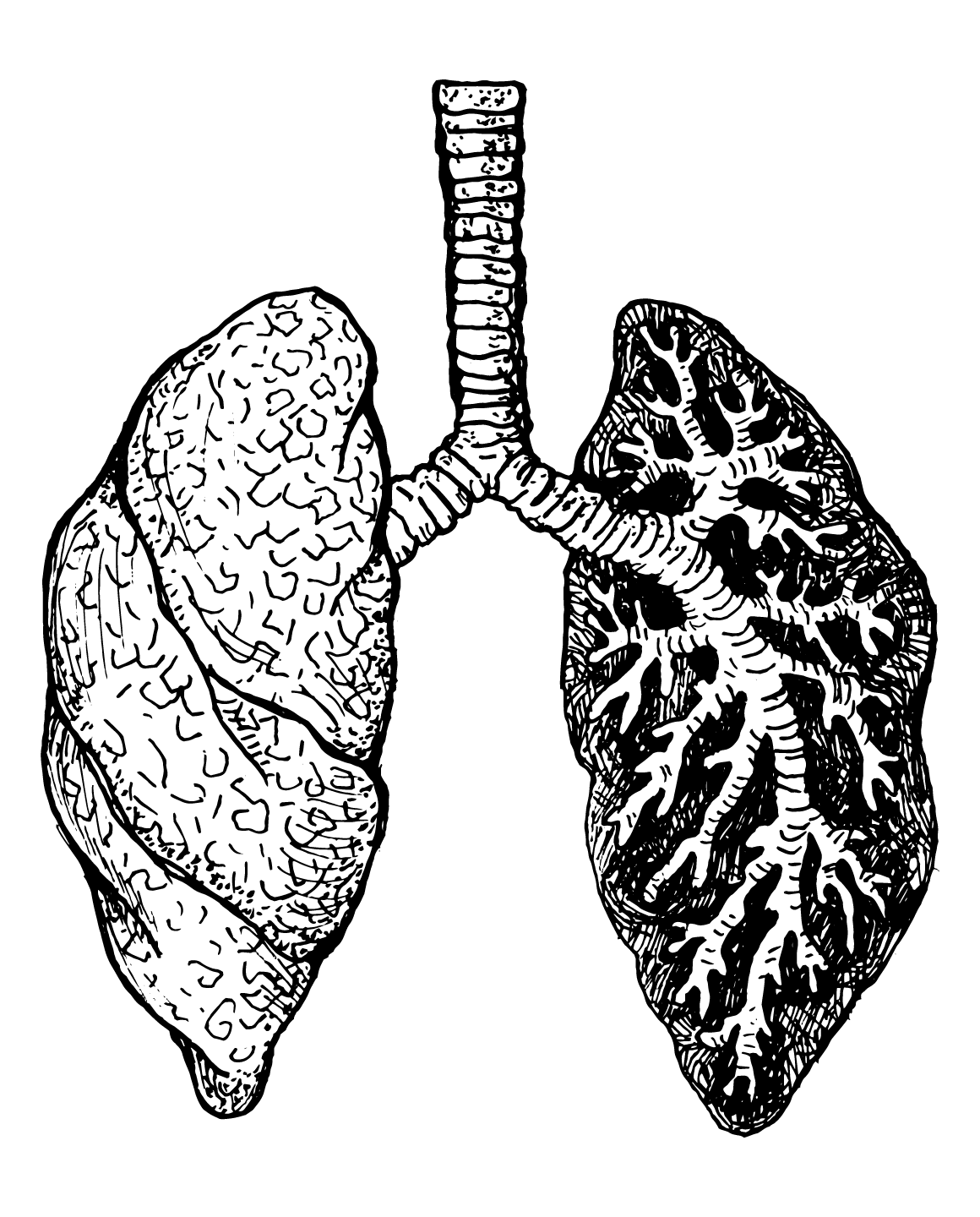 Lungs illustration for LUNGS formula