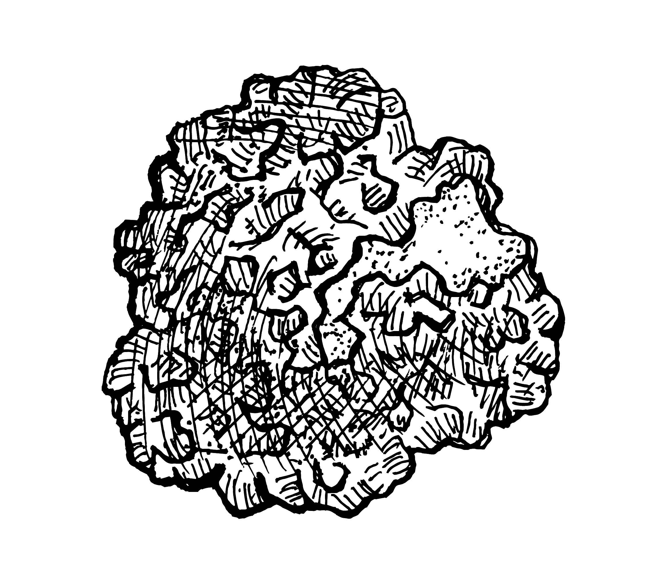 Chaga mushroom illustration