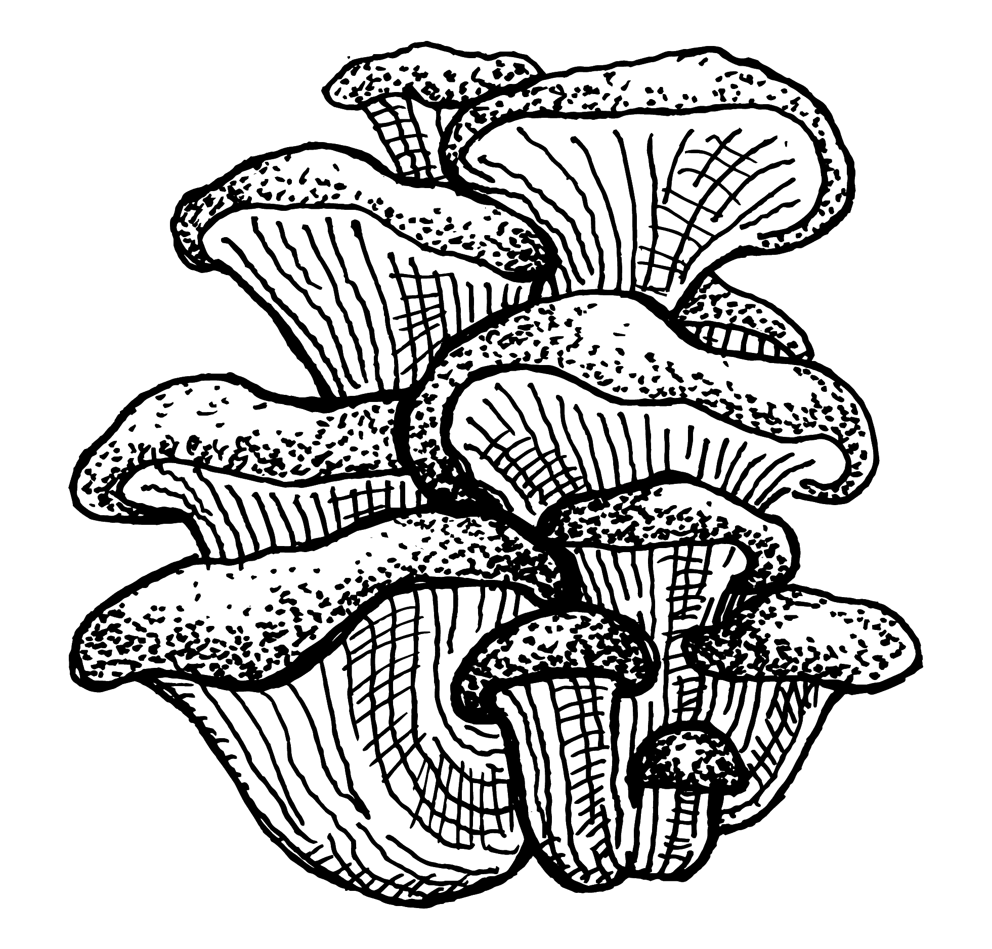 Oyster mushroom illustration