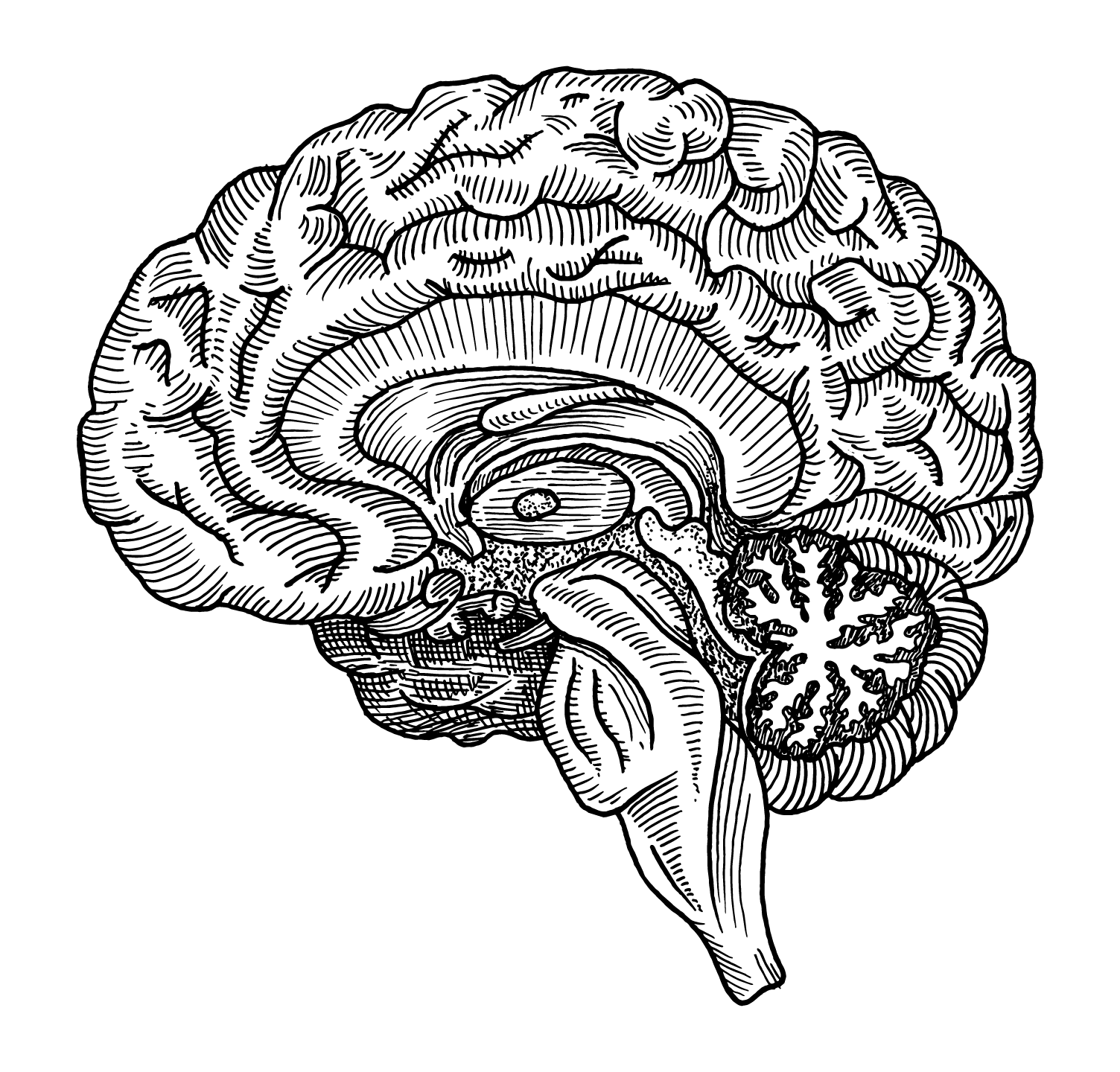 Brain illustration for BRAIN & NERVES formula