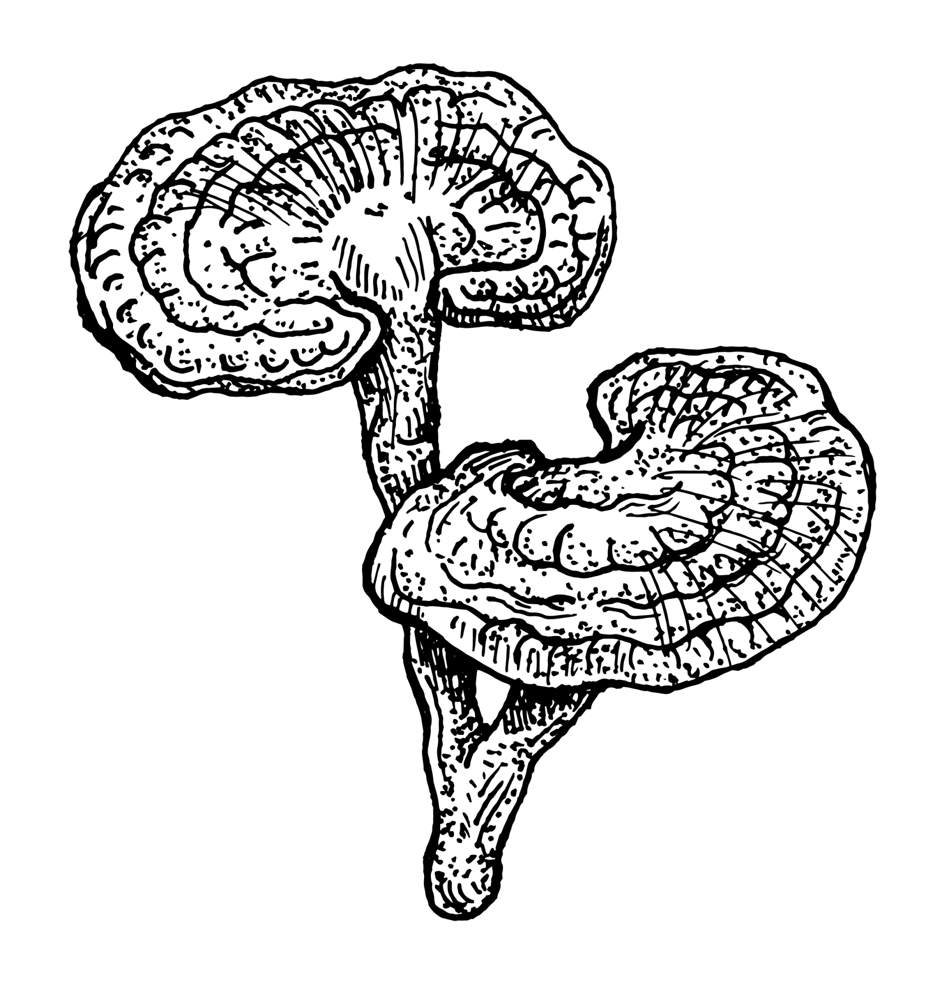 Reishi mushroom illustration