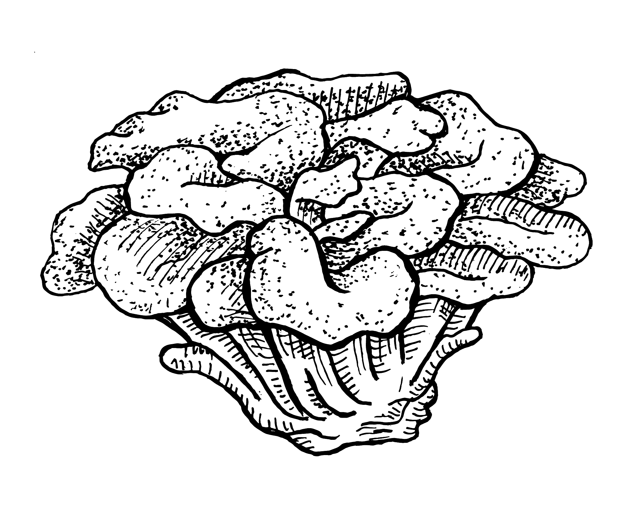 Maitake mushroom illustration