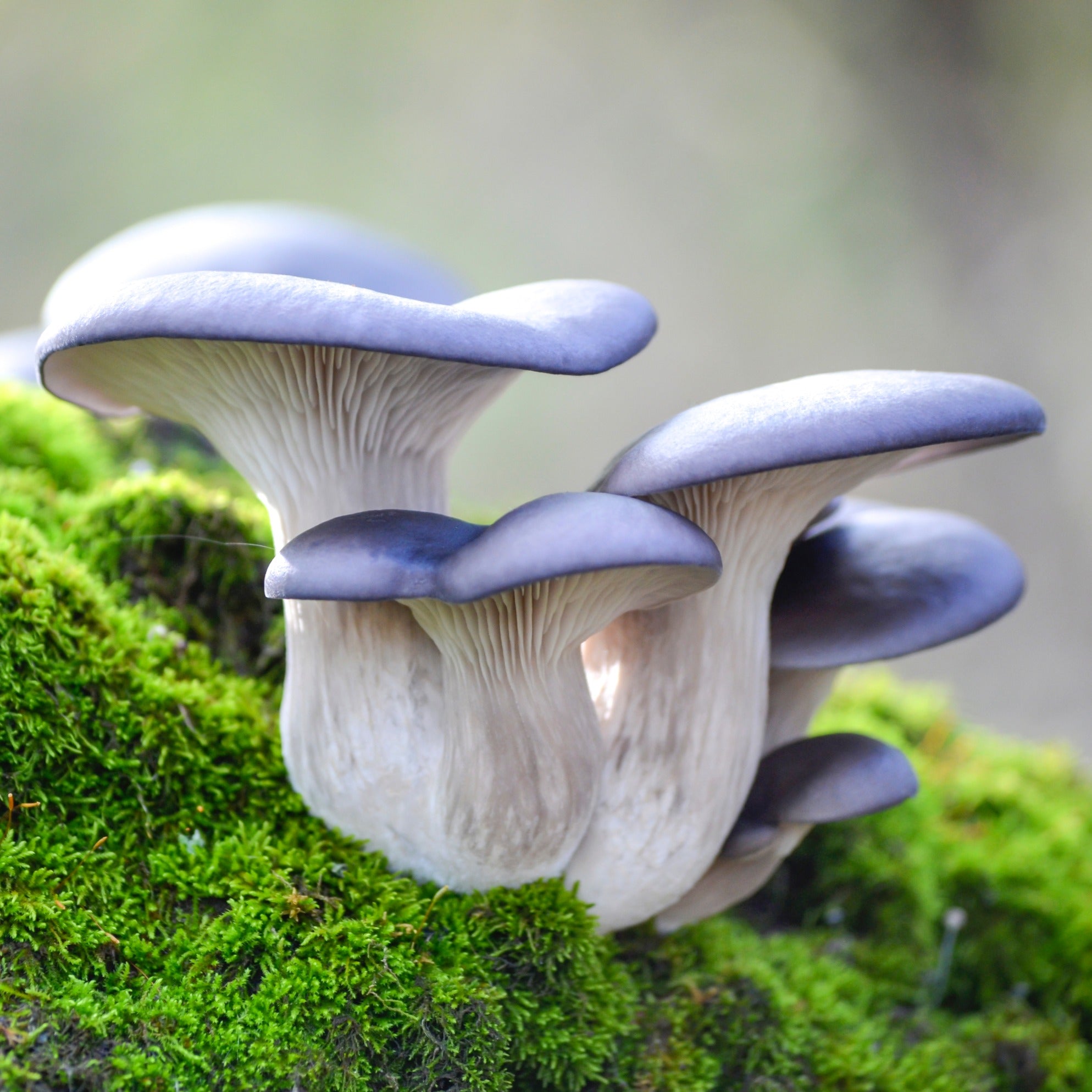 Musrum Oyster Mushroom Monograph | Lucidum Medicinals