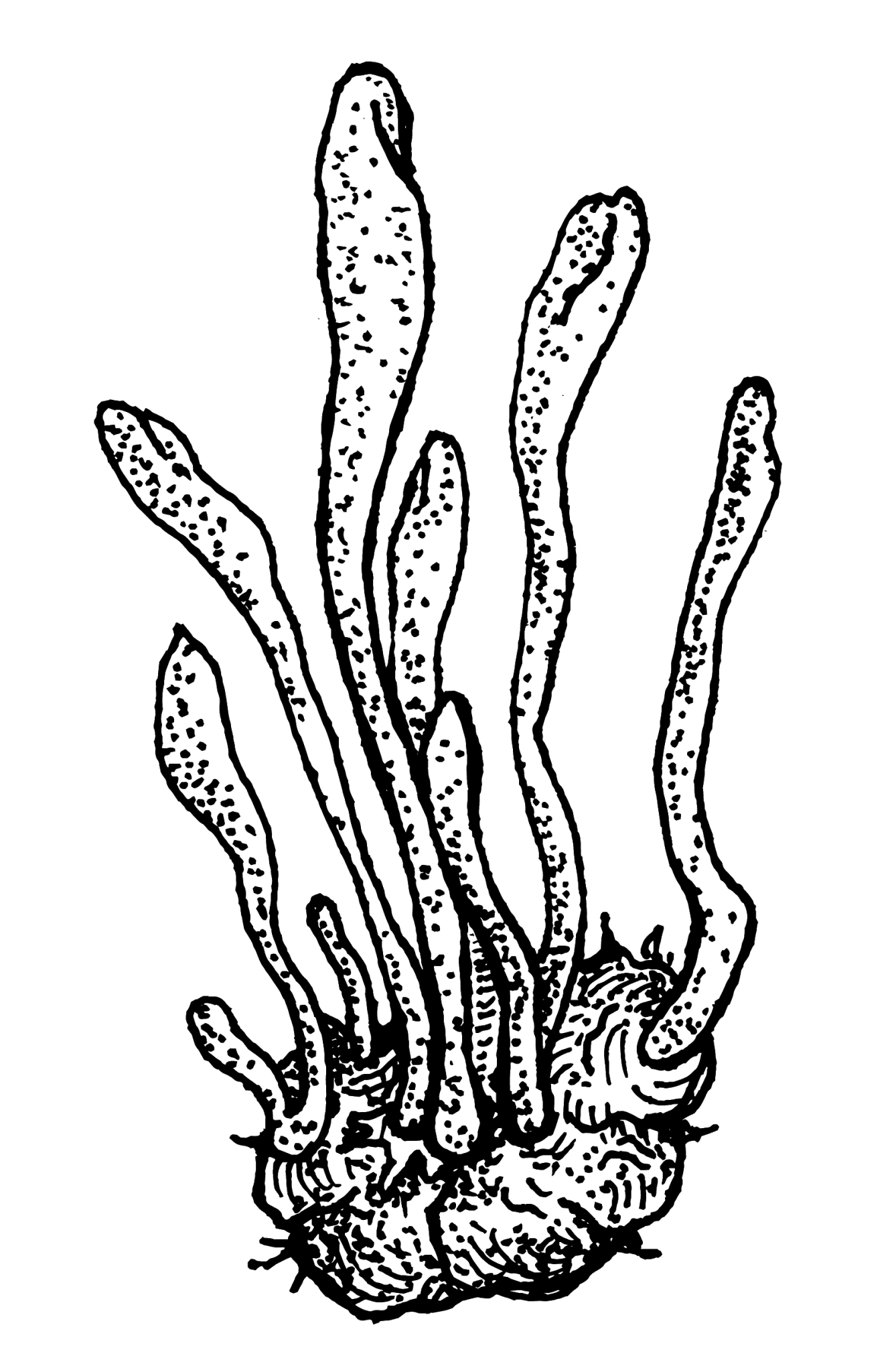 Cordyceps mushroom illustration