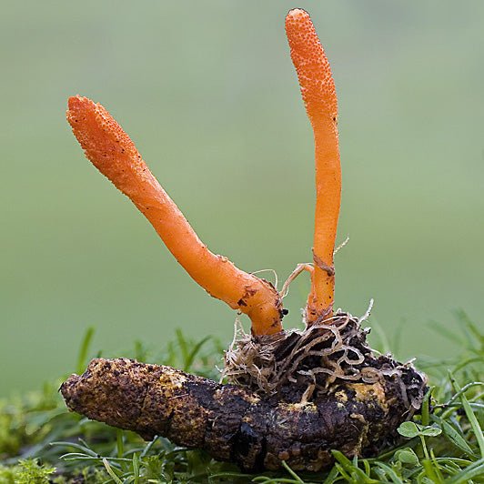 Cordyceps mushroom