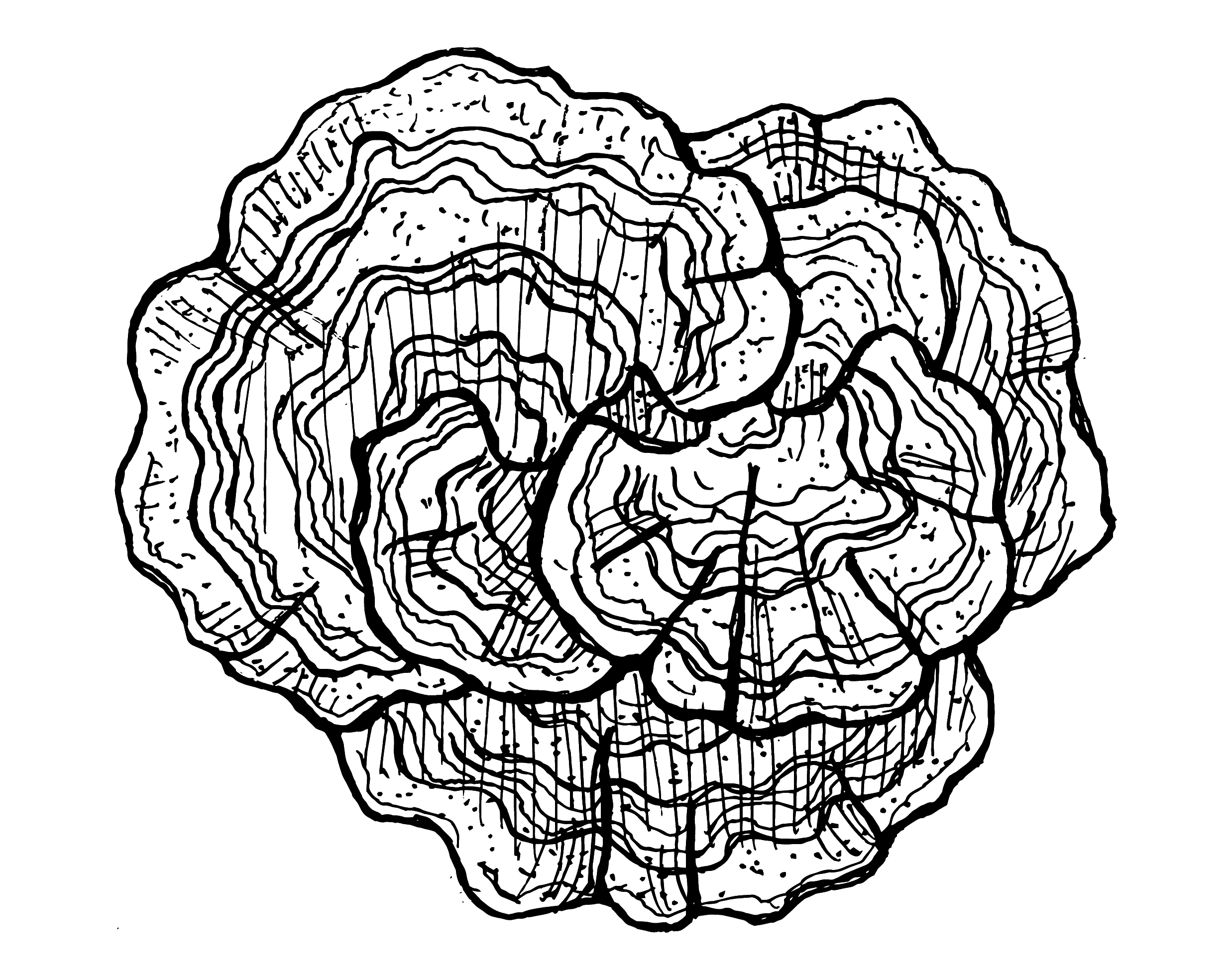 Turkey tail mushroom illustration