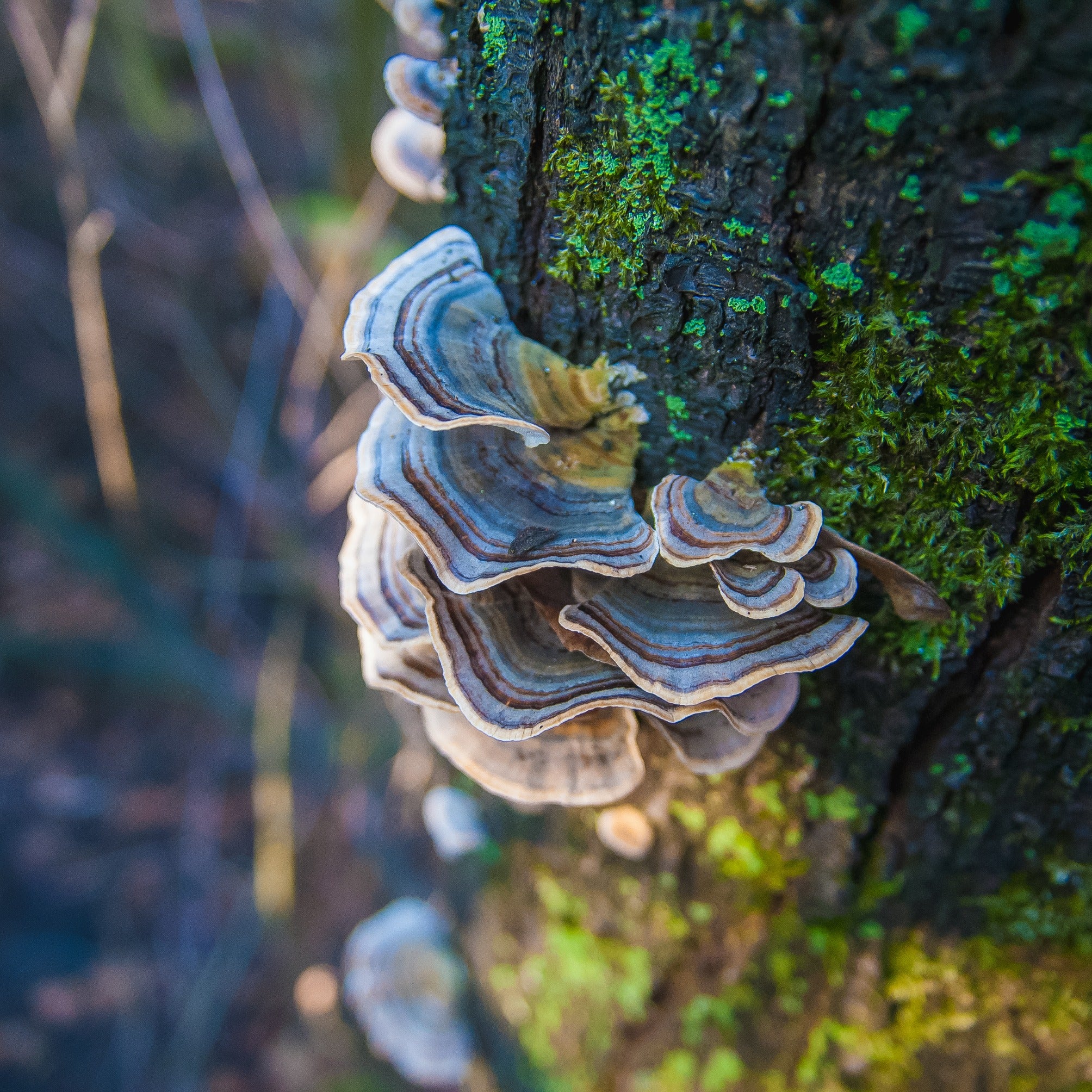 Turkey tail mushroom on tree