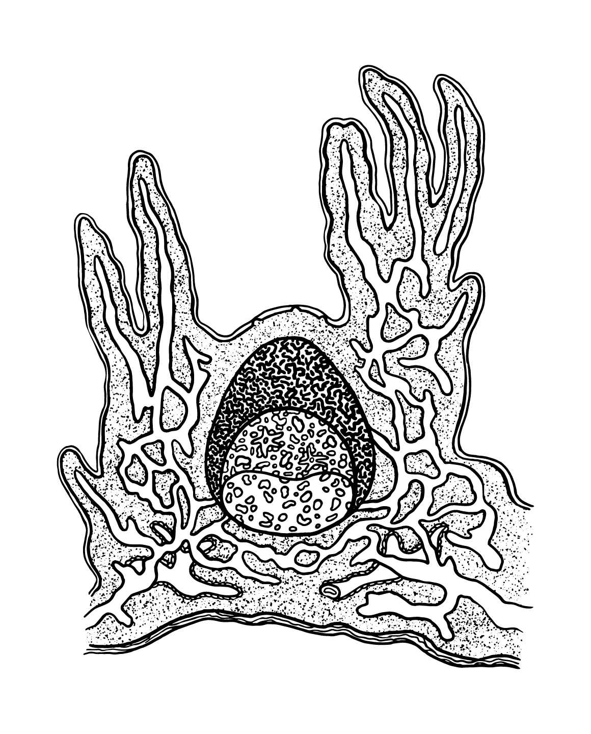 Peyer's patch illustration for IMMUNE formula