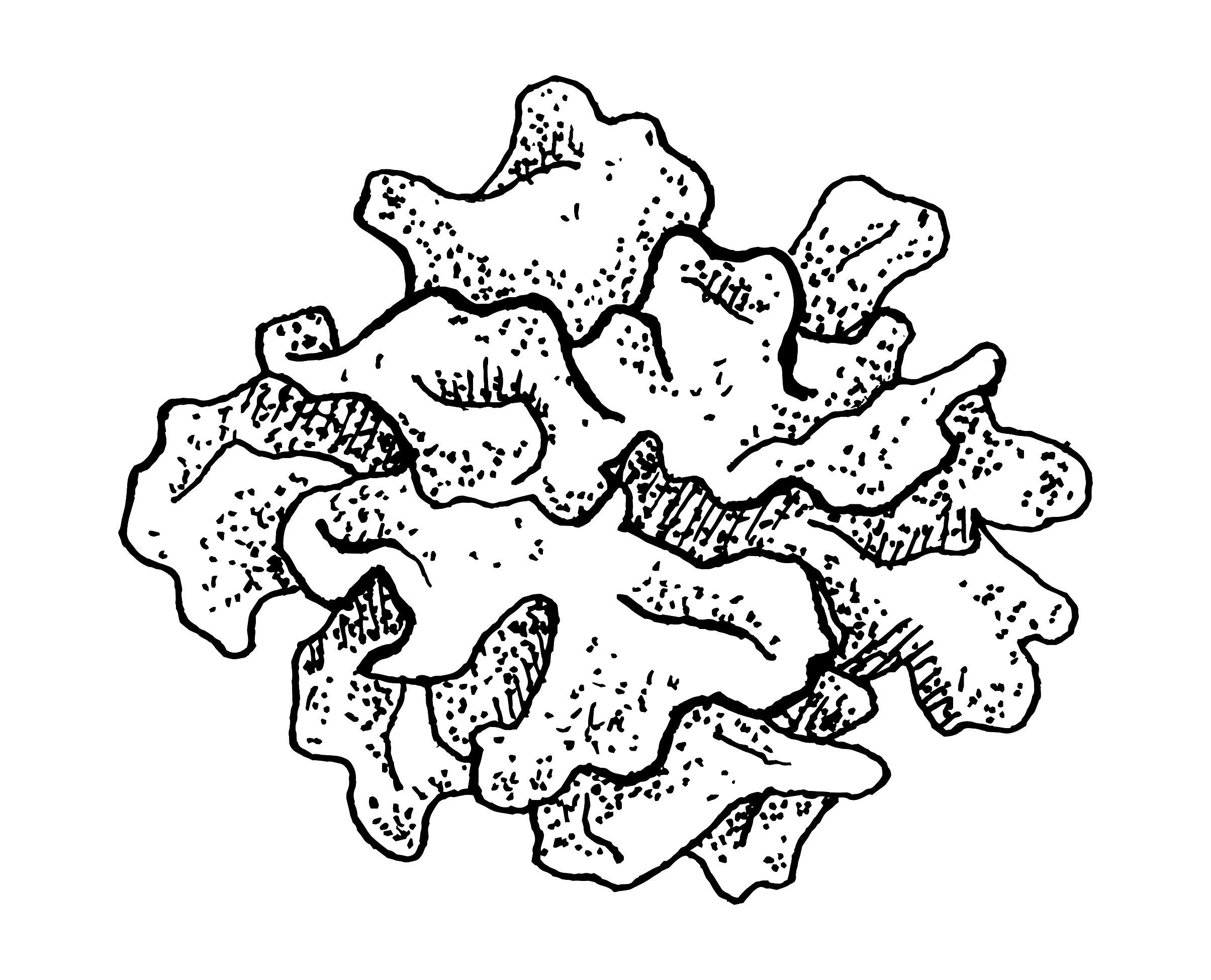 Tremella illustration